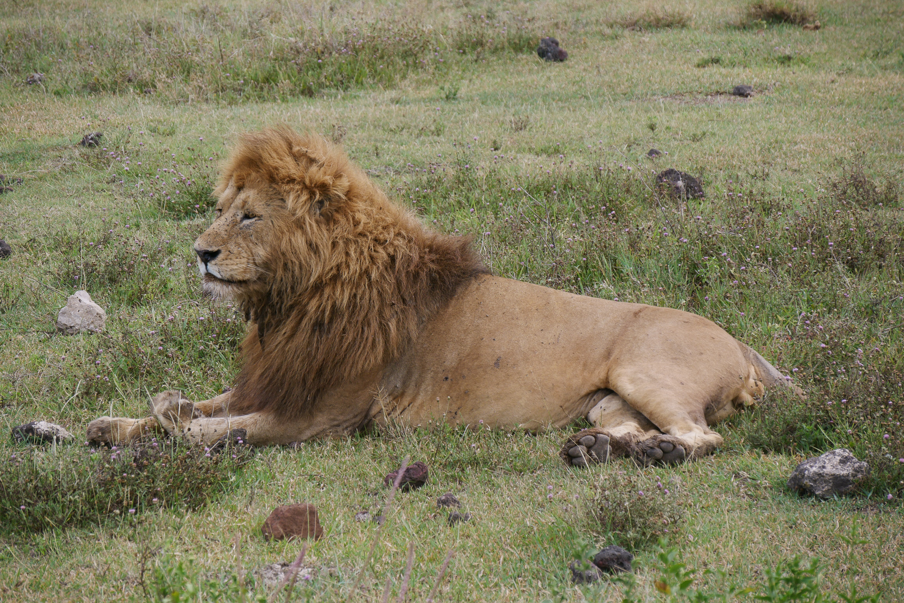 Tanzanie-1090078