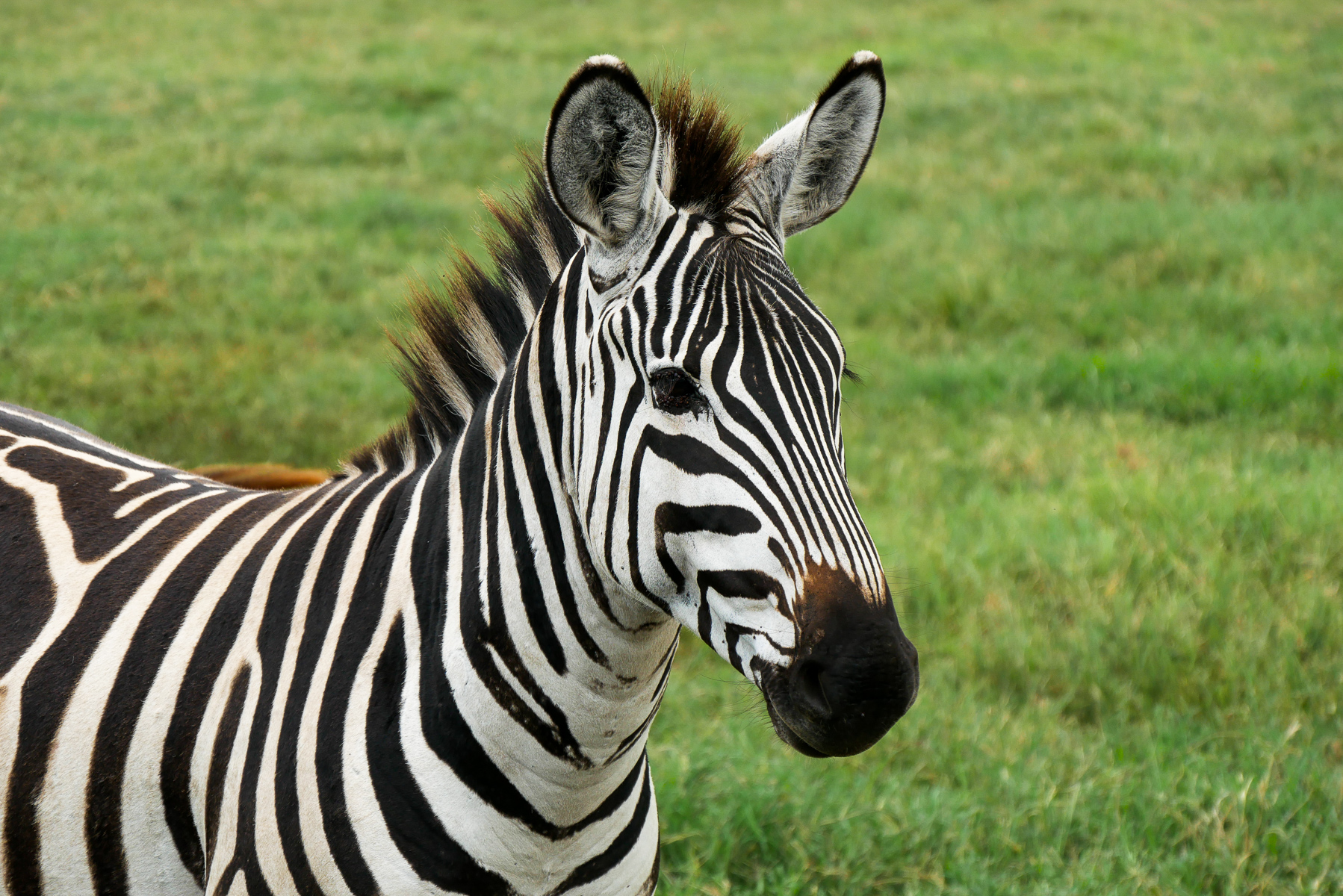 Tanzanie-1090173